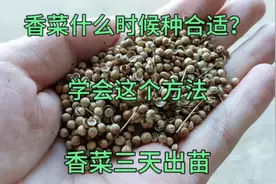 香菜什么时候种？学会这招，香菜三天出苗，后期香菜没病害不黄叶视频封面