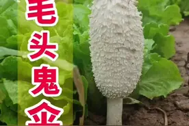 毛头鬼伞，俗称鸡腿菇，可食，味道鲜美视频封面