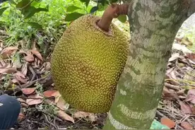 很多人都不明白为什么菠萝蜜刚摘下来就开个缺口，今天给大家普及一下#越南 #新鲜应季水果