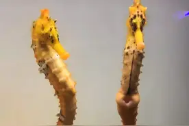 “生孩子的海马爸爸” 海马的生殖方式非常特别，由母海马通过产卵管将卵产在雄海马的育儿囊中，经过2至3周的怀卵期，再由雄海马孵出小海马。#海马 #神奇动物在抖音