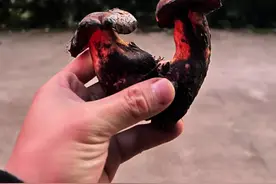 #野生菌 #大自然的馈赠 #捡菌子 #见手青 #牛肝菌 10月17号，放学后带我家小朋友龙泉山体验一下捡菌子的快乐，每一种菌子都带了详细的介绍，希望能帮助到捡菌子的朋友