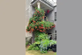 种了十几年，一直被大家公认好看的凌霄花，背后潜藏着巨大的风险，我今天忍痛割爱，锯掉了墙角的两棵，等到下半年所有的凌霄花开完后，盆里的也不打算要了，毕竟相对好看来说，房子的安全更重要！希望喜欢凌霄花的朋友一定要注意，千万不要地栽，千万不要嚷花盆里的串出来！否则后患无穷！#随拍#记录真实生活 #我的乡村生活