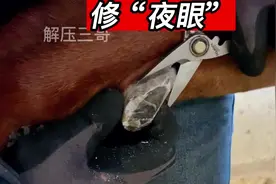 马儿腿上这个像眼睛一样的东西。在古时候被人们称之为“夜眼”