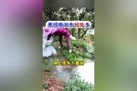 果园撒石灰可以调节土壤酸碱度，补充钙镁元素，但是具体用量你知道吗？#土壤改良 #果园撒石灰 #石灰 #来抖音学农技 #乡村守护人视频封面