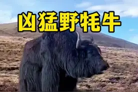野牦牛真是太凶猛#野生动物零距离 #神奇动物在这里 #动物世界 #内容启发搜索视频封面