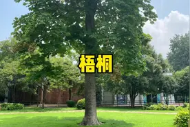 自古以来，梧桐代表着“梧桐成荫凤自来”的吉祥，