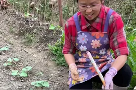 我种的四季豆种下去才没多久就长得那么漂亮啦，好开心，不用搭架子，种植很简单，浅埋土里，浇浇水就冒出来了，现在这个季节很适合种了#在家种菜 #四季豆种子 #不用搭架豆角种子 #无架四季豆种子 #种子