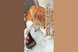 小橘猫国庆骨科恢复进展#记录猫咪日常