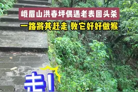 教科书级攻略，如何避免被峨眉老表抢 #野生动物零距离 #峨眉山的猴子 #峨眉山的猴子有多皮视频封面