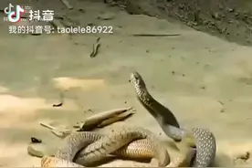 #蛇的交配全过程。