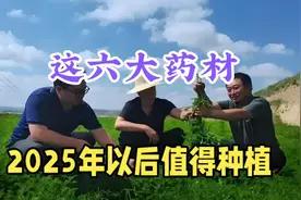 2025年以后，最值得种植的六大药材，好管理收益高，需求量大视频封面