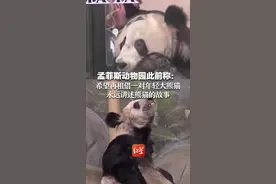 孟菲斯动物园此前称：希望再租借一对年轻大熊猫 永远讲述熊猫的故事
