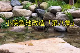 清澈见底的生态鱼池，小鱼游的多自在。#小院改造 #庭院鱼池 #清澈见底的山泉水视频封面