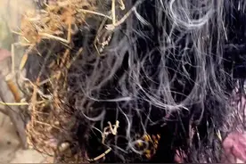 假扮乞丐回家给姥姥姥爷要饭逗逗他们，看看姥姥姥爷什么反应＃乞丐要饭＃内容真实＃看一遍笑一遍＃农村生活#视频封面