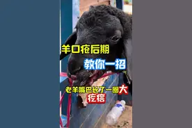 羊口疮教你一招解决#三农 #抖音助农 #农村生活