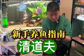 新手养鱼指南清道夫 #清道夫#新手养鱼视频封面