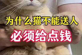 为什么猫不能送人，必须给点钱 为什么猫不能送人，必须给点钱#养猫经验分享 #猫咪 #养猫人 #新手养猫 #养猫日常视频封面