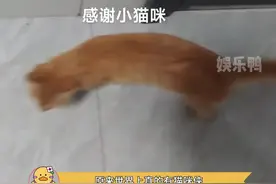 猫咪侠：姐姐别怕，我保护你！#猫咪 #萌宠成精了 #震惊 #万万没想到 #搞笑视频封面