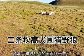 #土耳其坎高犬 三条坎高犬围猎野狼，视频引起不适视频封面