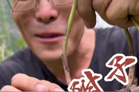 野生附子 附子是毛茛科植物，一般都有du，也在碰到了不可以轻易去尝试#野生草药 #采药人 #植物科普 #附子