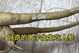大学生生吃人参，没想到吃的却是商陆！#搞笑