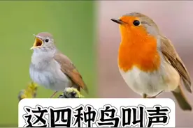 好听的鸟叫声 #上热门 #保护动物 #野生动物零距离 #解压 #户外 @DOU+上热门 @DOU+小助手 堪比四大名鸟的歌声，多听听放松心情，缓解压力视频封面