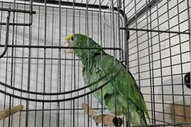 亚马逊双黄头鹦鹉 8个半月了 开始学说话了 #鹦鹉🦜 #手养鸟