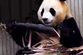 24.7.7 福宝剥笋技能大赏~剥完先炫一口笋皮。#大熊猫福宝 #来这吸熊猫 #福宝日常视频封面