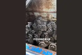 小浣熊找食物被困垃圾箱，居民们想了个办法帮助它们。#神奇动物在抖音 #万物皆有灵性视频封面