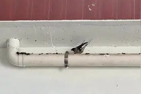 【家里有燕子窝象征什么】  1、条件不错  如果燕子在家做窝视频封面