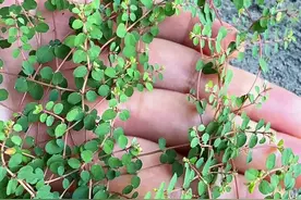 这种植物叫地锦草，又名铁线草，奶浆草。村里人遇到了就采挖回来晒干。#三农 #农村生活视频封面