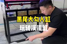 500条黑尾大勾入缸 #鱼缸 #水族 #溪流缸视频封面