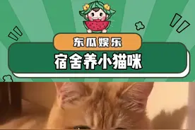 宿舍养小猫咪是怎么被发现的？#学校 #猫咪 #娱乐评论大赏视频封面