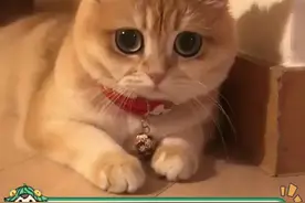 宿舍养小猫咪是怎么被发现的？#学校 #猫咪 #娱乐评论大赏视频封面
