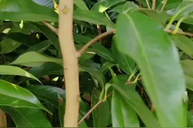 1月6日嫁接的桂味荔枝，看看要多久才出芽#嫁接技术 #抖音助农 #三农 #新农人 #荔枝视频封面