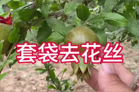 #2024新农人计划 #突尼斯软籽石榴 #果园管理 #病虫害防治