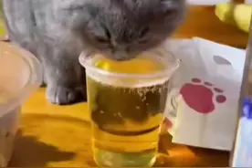 原来猫也会醉呀！#萌宠逗乐 #笑到肚子疼的猫视频视频封面