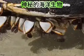国家一级保护动物，都有哪些动物#动物世界 #野生动物 #动物视频封面
