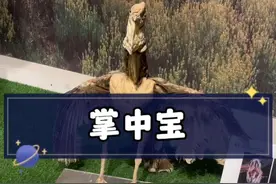 掌中宝 为掌中宝发声#科普知识 #掌中宝 #掌中宝是鸡的什么部位 #自然科普