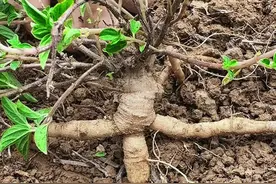 这个根部长得像人参的植物，它叫雾水葛，也叫糯米藤 #内容启发搜索 #dou来广东百千万