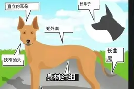 人要是不在了，狗会变成啥样？ #动物世界 #宠物知识 #冷知识 #狗