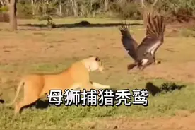 狮子捕猎秃鹫 #看动物世界品百味人生 #动物世界的战斗