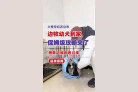 边牧幼犬到家，超详细的保姆级教程来了！准备养狗的看过来#边牧 #萌宠出道计划 #萌宠 #狗狗 #幼犬到家