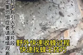 野外收蜂如何快速找到蜂王，如何有没有收到蜂王。 #我是养蜂人 #养蜂日记 #户外找蜂 #真实户外 #户外收蜂视频封面