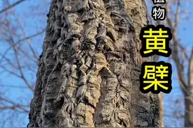 #抖音知识年终大赏 #植物科普 #原创作品 #三农