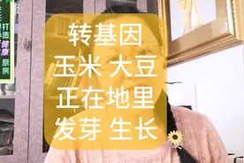 转基因玉米大豆正在地里发芽成长#图文掘金计划