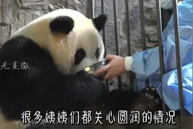 根据熊猫基地今天的最新消息，我们的陈圆润女士已经生了三狗狗啦