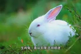 11月生肖兔：喜从天降，吉祥顺遂视频封面