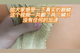 #折纸 #龙神 #神谷哲史 #翻鳞 #手艺人 这只是翻鳞的第一步