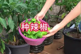 3月、4月正是辣椒种植时，好种高产，阳台小院种菜很适合视频封面